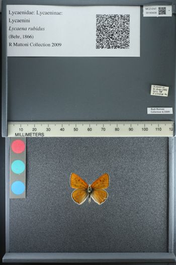 Media type: image;   Entomology 183439